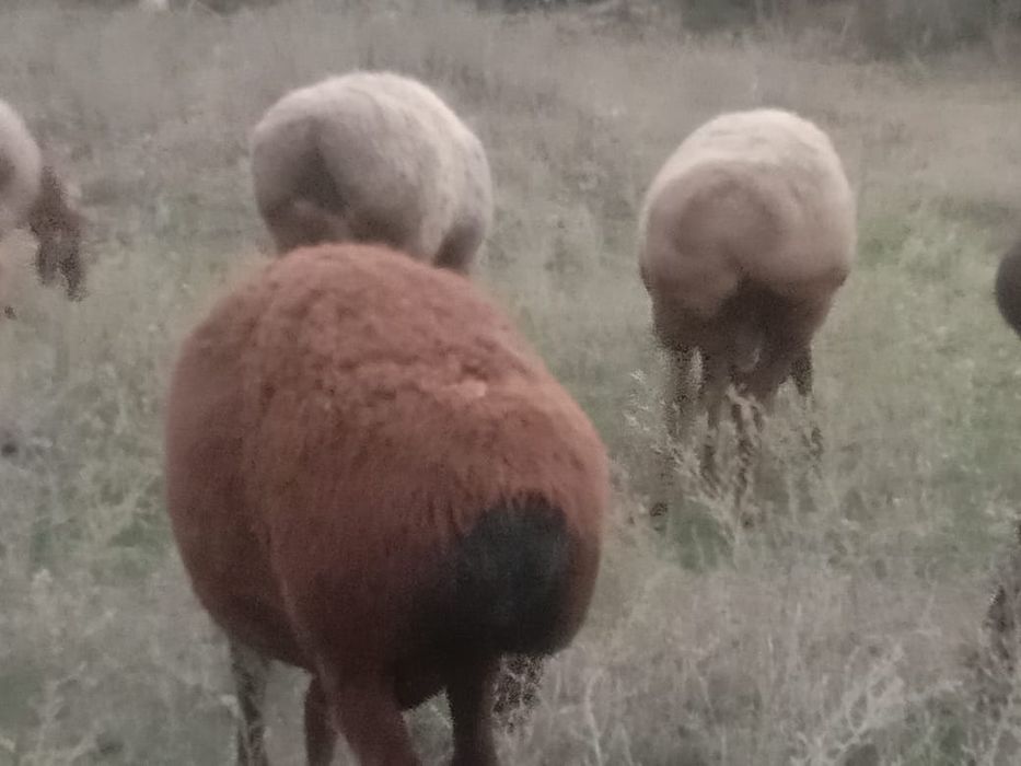 Семиз Кой сатылады продаётся отборные  бараны