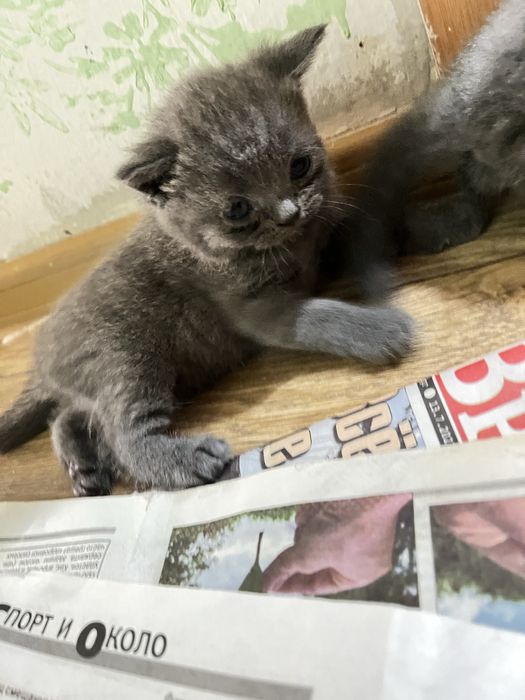 Продам котёнка шотландский