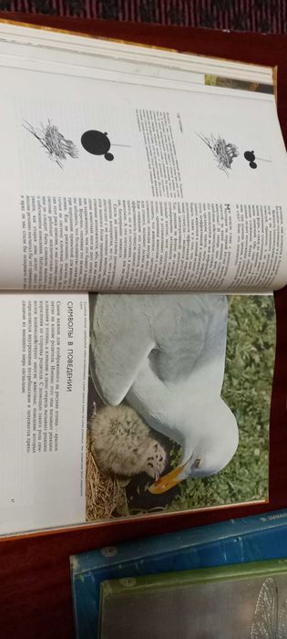 Мир природы - удивительное о животных