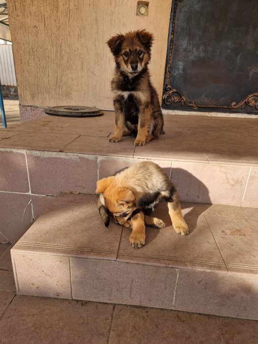 Отдам Щенков бесплатно