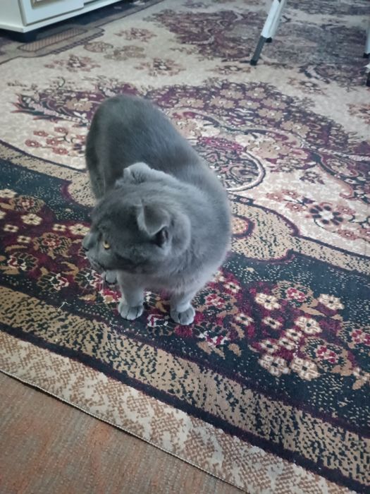 Scottish fold кот