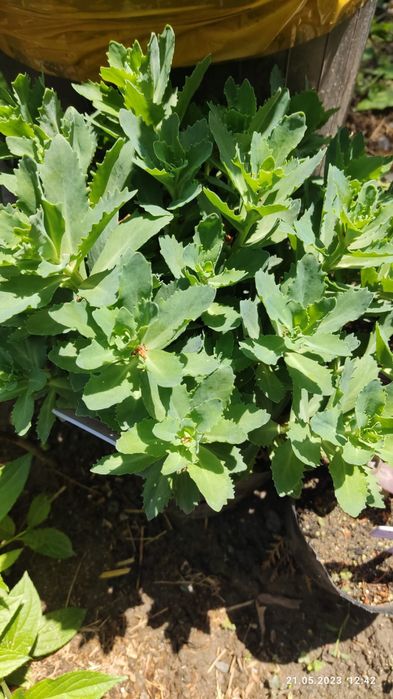 Продам  можжевельник туя