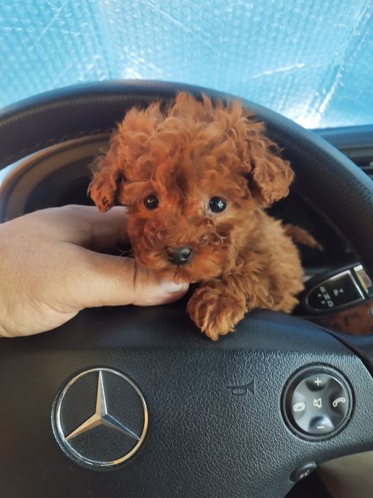 Tea Cup Пуделче лицензиран развъдник  Ред Дог