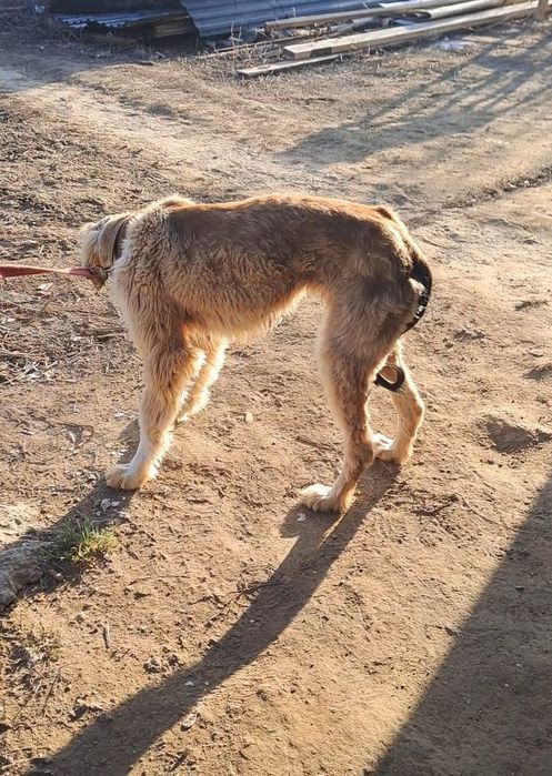 Тайган тазы ургашы