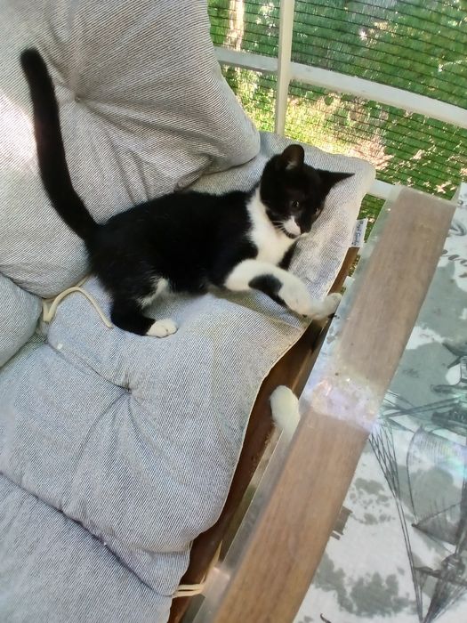 Подарява се котенце