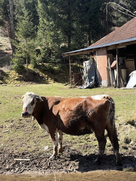 Vand vaca foarte buna