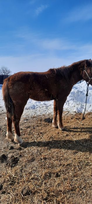 Продам кобылу покрытую