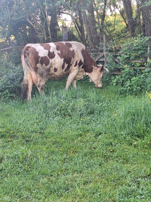 De vânzare trei vaci de ținut