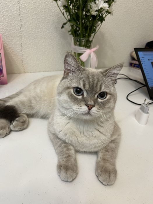 Кот в добрые руки!