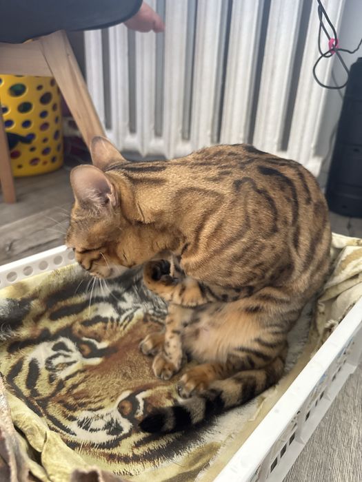 Продам котенка породы бенгал