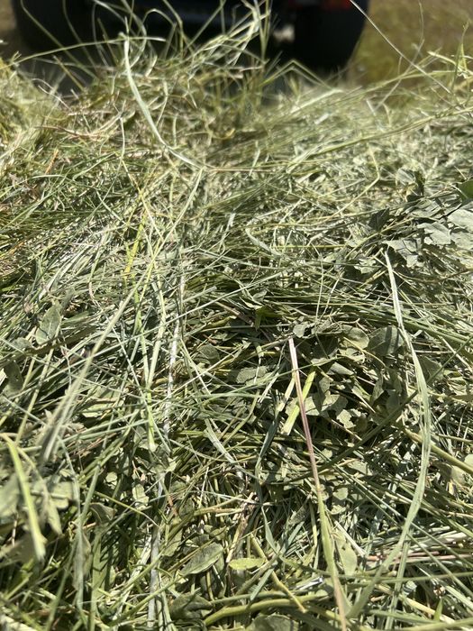 Продам сено, шөп сатамын, тюк, рулон, разнотравье, бидайық.