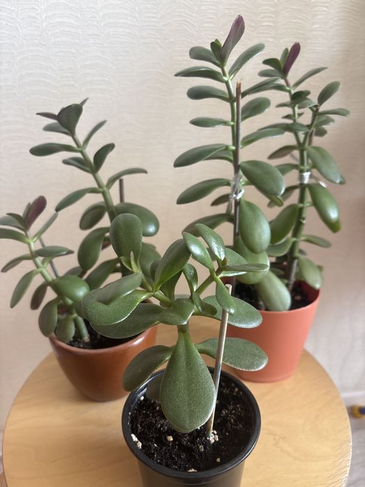 Продам комнатные цветы