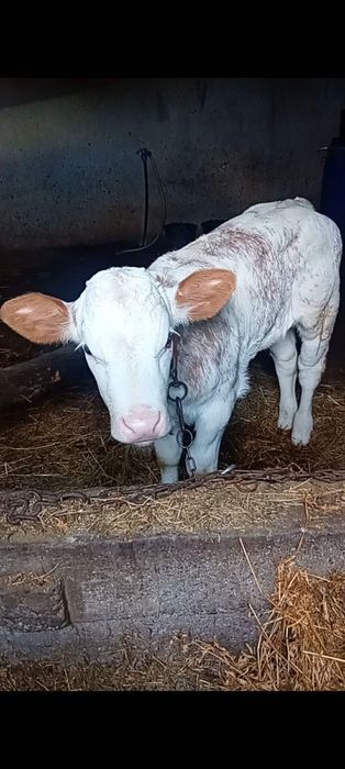 Vănd două vițele și un tăuraș