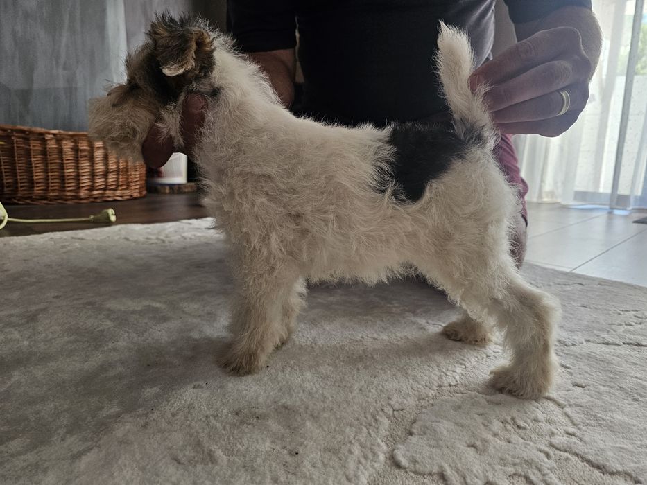 Fox terrier sarmos