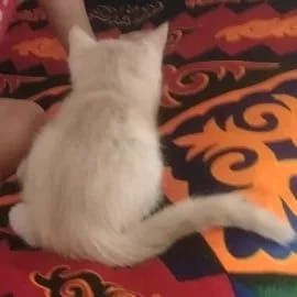 Отдам кошку в хорошие руки