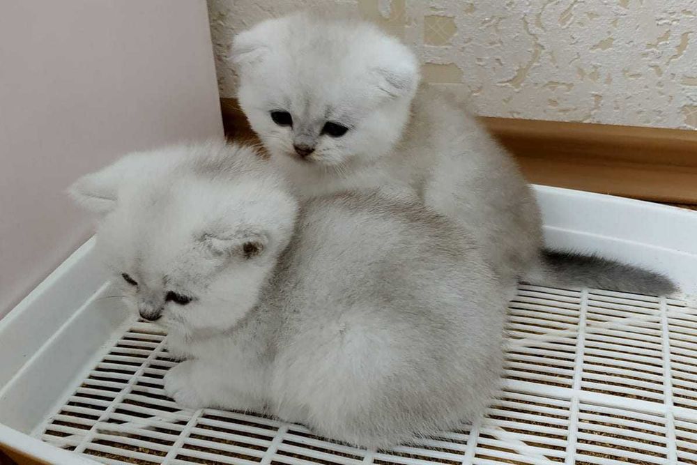 Продам Шотландских котят окраса Шиншилла
