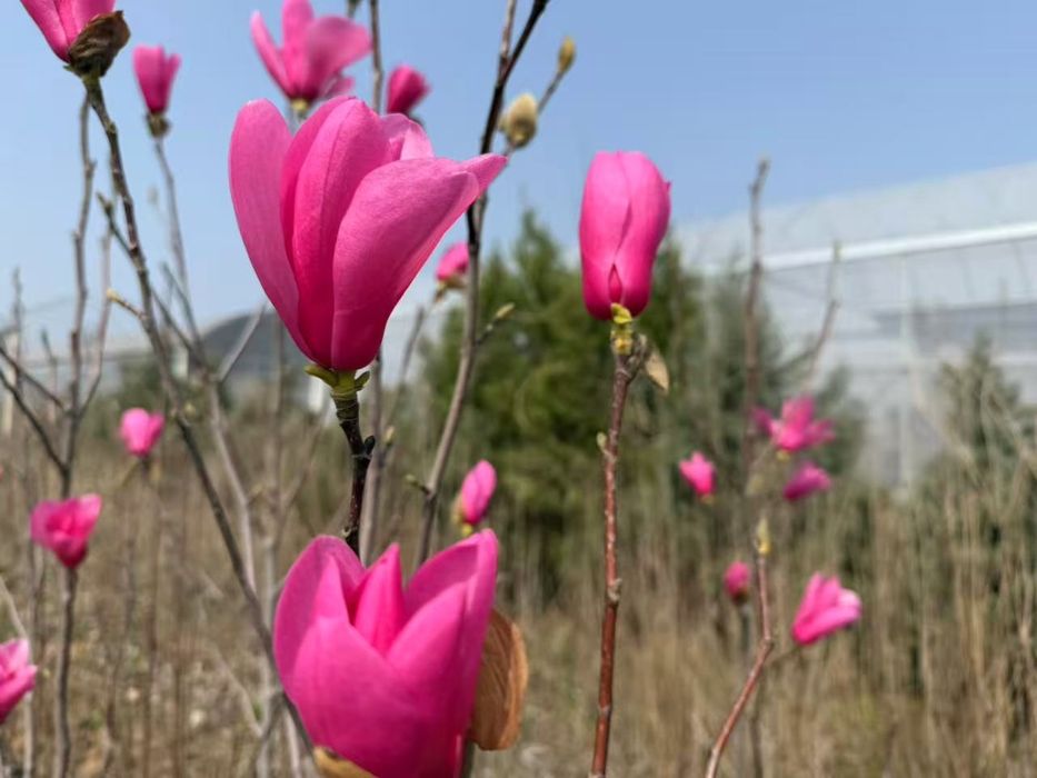 Магнолия листопадный оптом