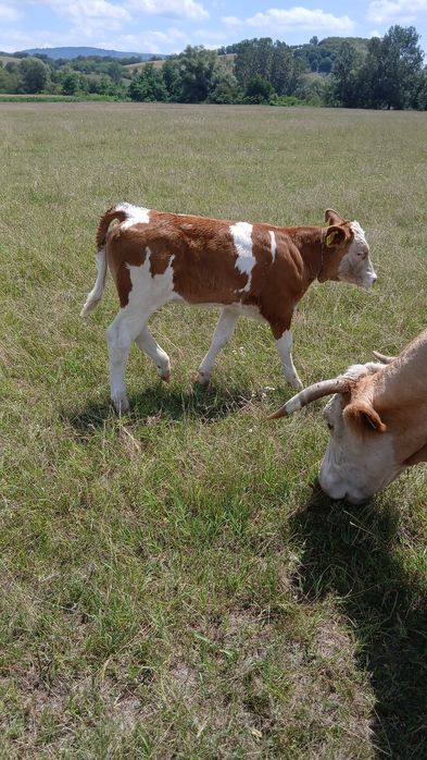 Vand vaca buna de lapte de 6 ani cu vitea de 150kg