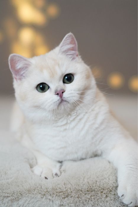 Британская шиншилла