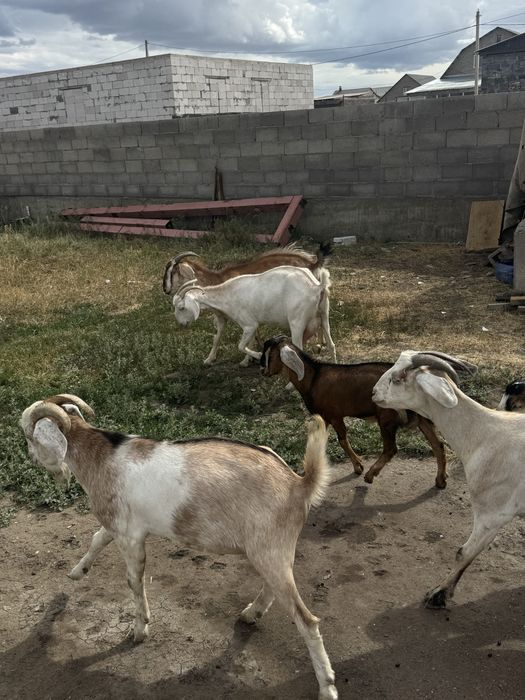 Продам коз дойных