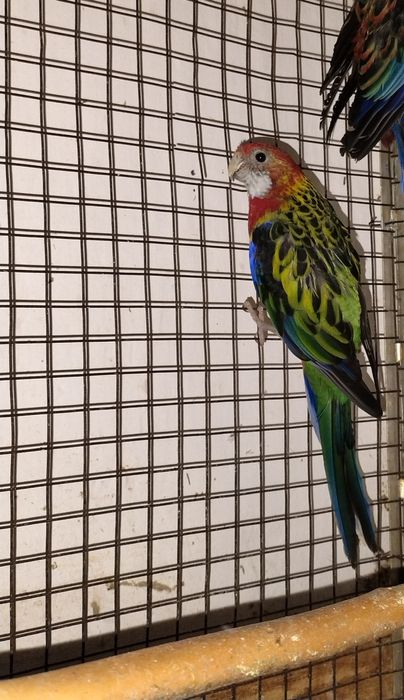 Продам попугаев: розеллы