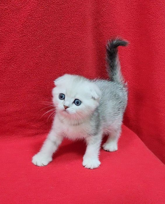 Скоттиш фолд серебристая шиншила