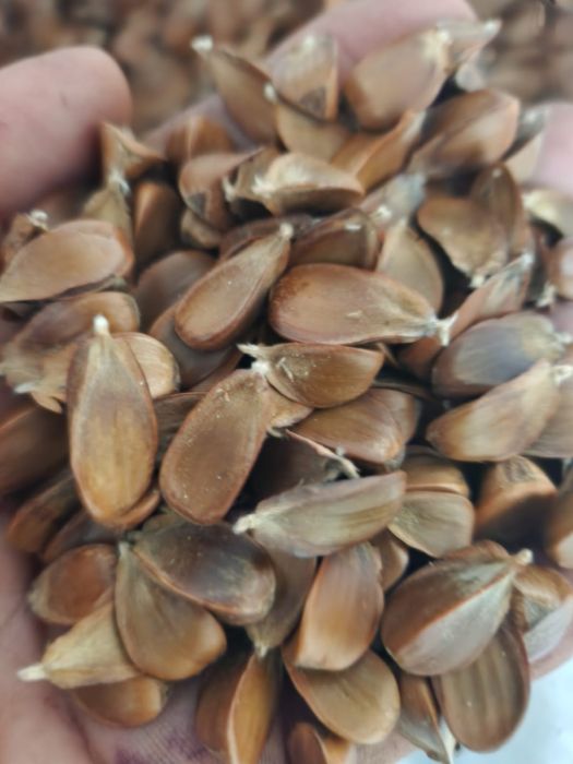 Seninte de Jir (fag)