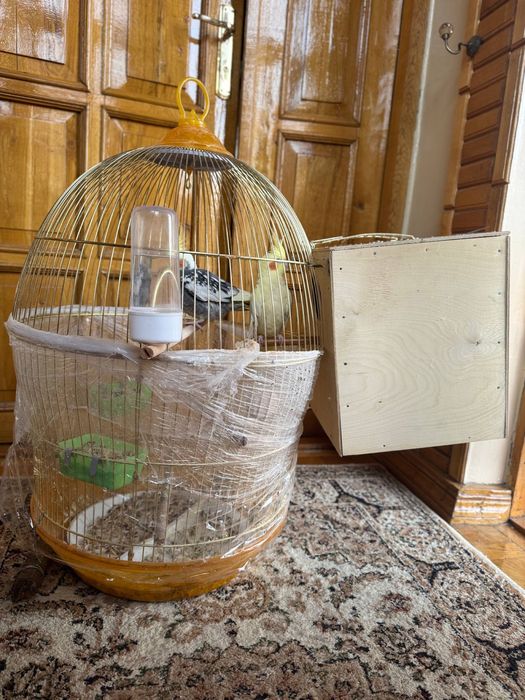 karella popugay sotiladi kletkasi bilan tayyor para