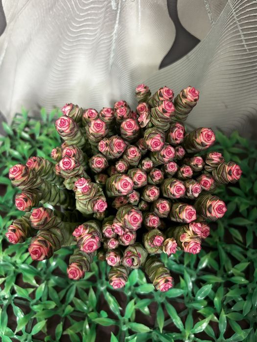 Комнатные  цветы