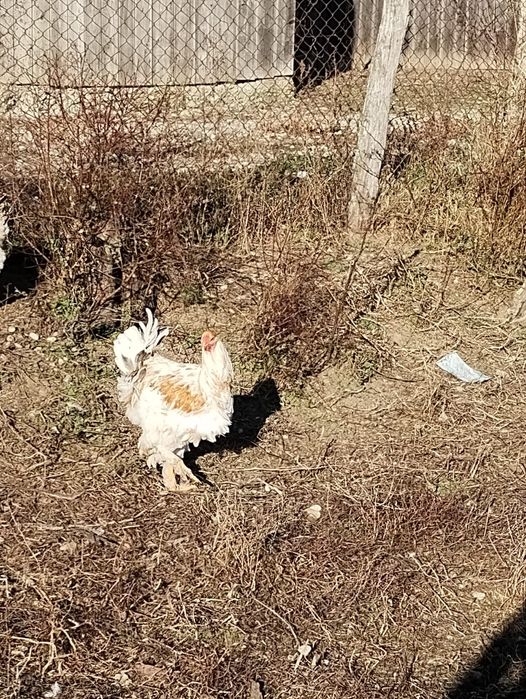 Vând cocoși metiș