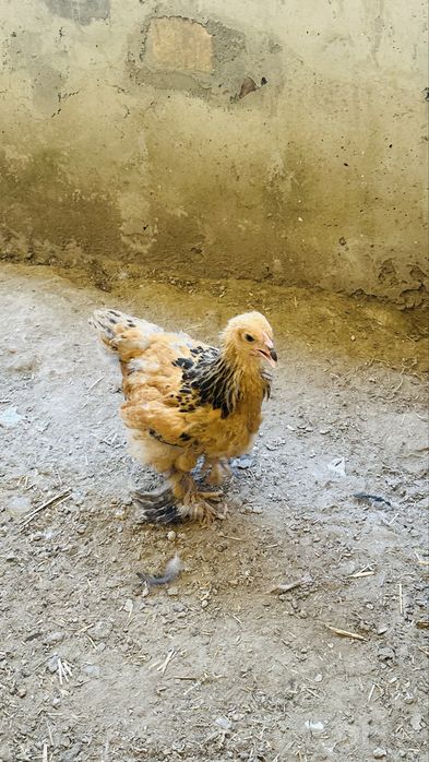 Avstrolop ruminiya, Brama, Golosheyka jo’jalari