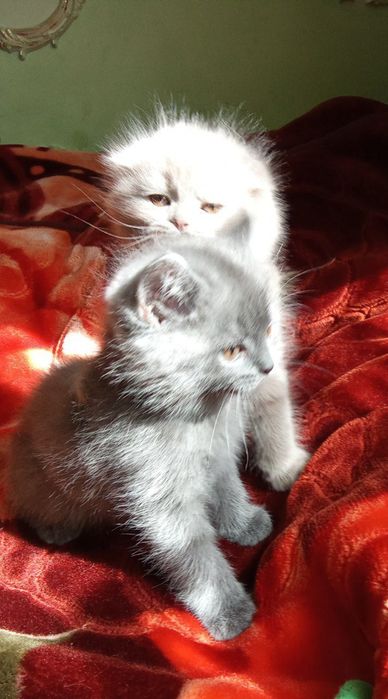 Две девочки, британки
(скотиш фолд, скотиш страйт)
От правильной вязк