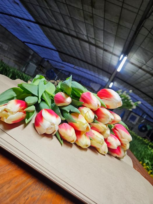 Цветы из собственной теплицы на 8 Марта