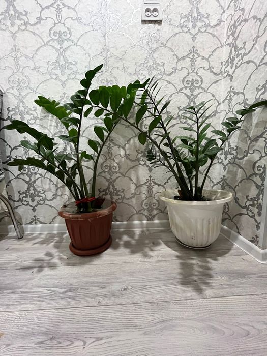 Домашние Цветы на горшке