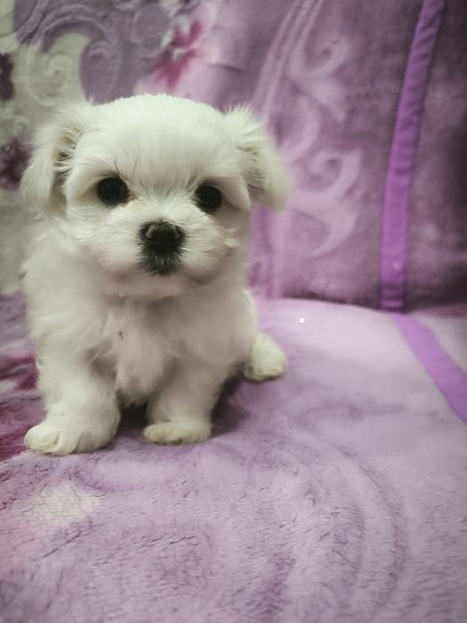 Продам девочку мальтезе