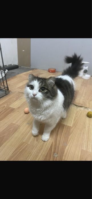 Отдам даром кошку