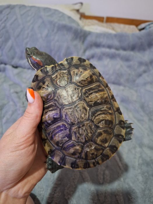 Продаю красноухих черепах.