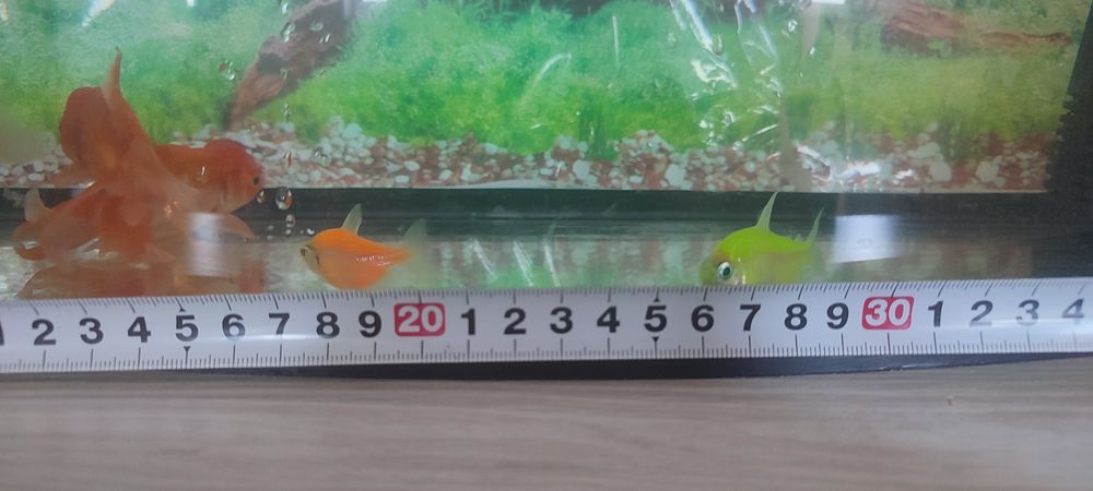 Продаются аквариумные рыбки