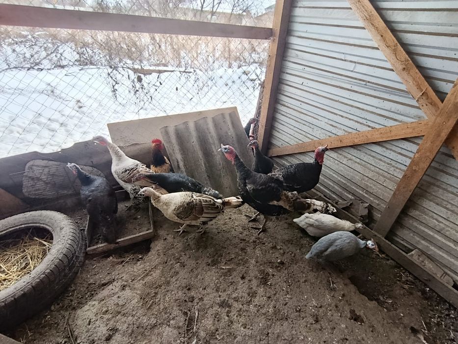 Гуси , индюки...