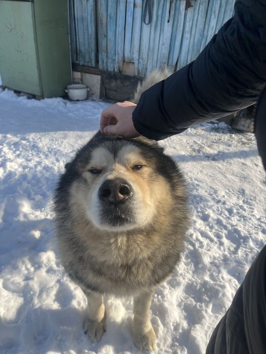 Аляскинский Маламут Вязка