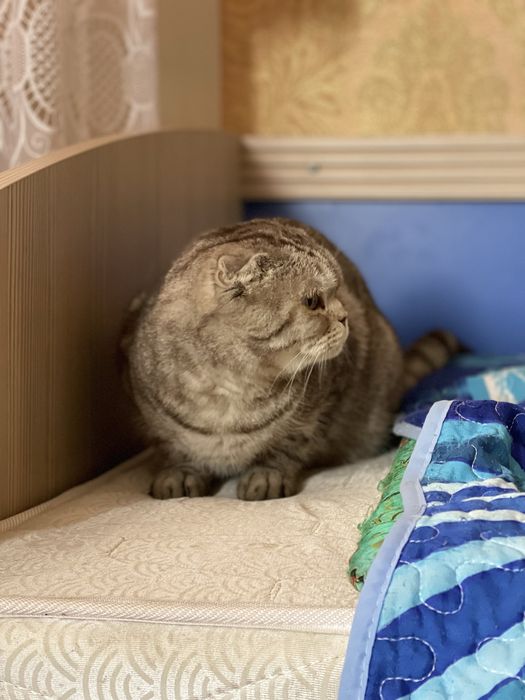 Вислоухий Шотландец