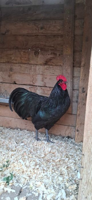 Cocoșii australorp negru