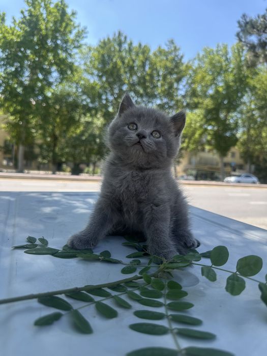 Mushuk sevarlar uchun Mushuklar