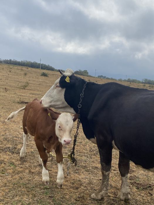 Vaca de vanzare