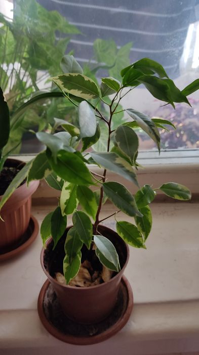 Комнатные цветы по супер ценам