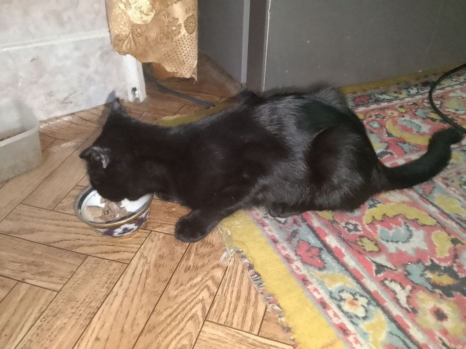 отдам котёнка в добрые руки