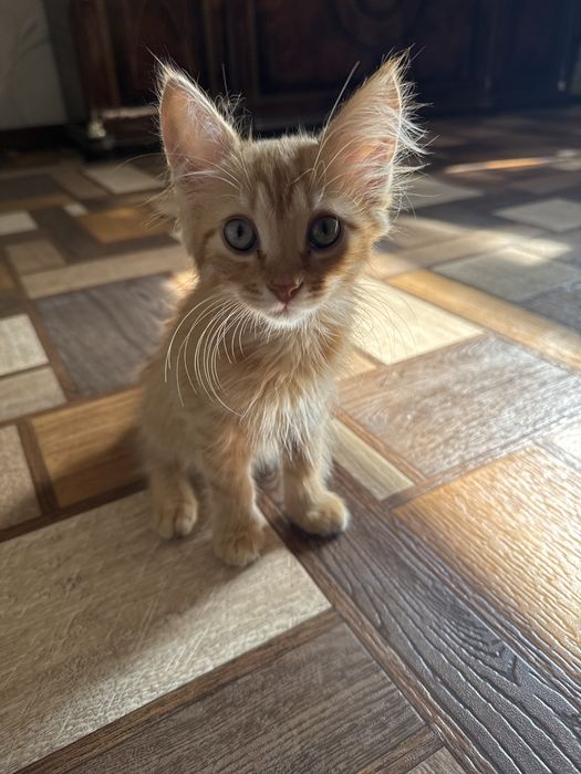Котенок в хорошие руки