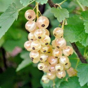 Продам саженцы белой смородины