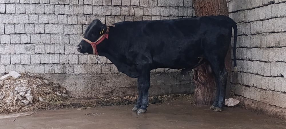 Buqa angus gibrit 10 oyli yeb ichishi yahwi narhi 35mln som