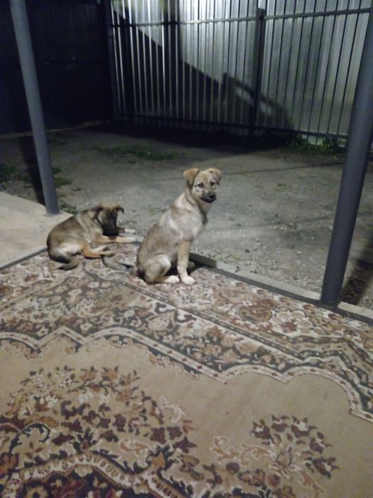 Отдам щенят в добрые руки.